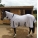 Cameo Mesh Horse Fly Rug And Neck Cover